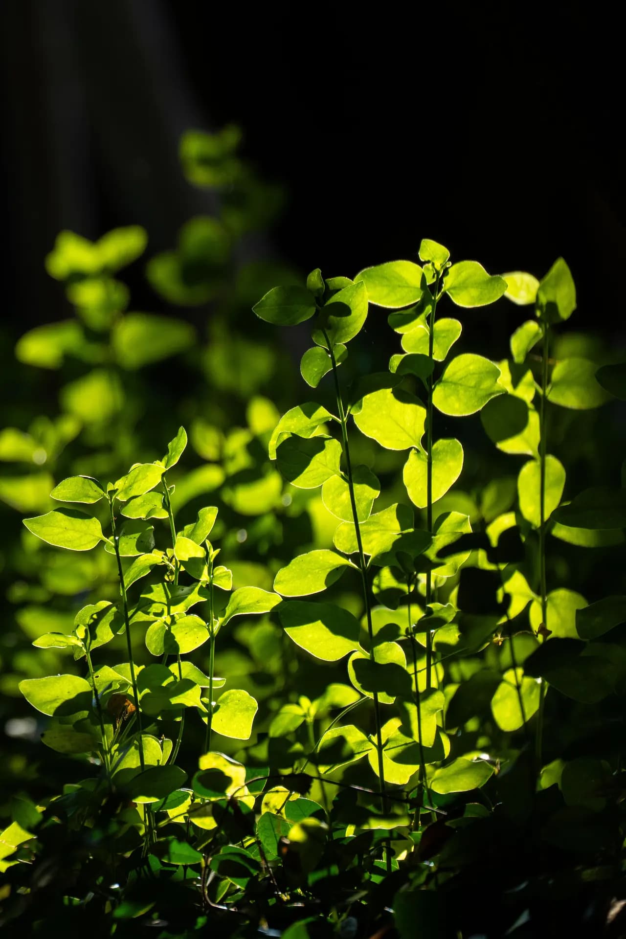 Sonnenbeschienene Blätter als Ausdruck lebendiger Vegetation