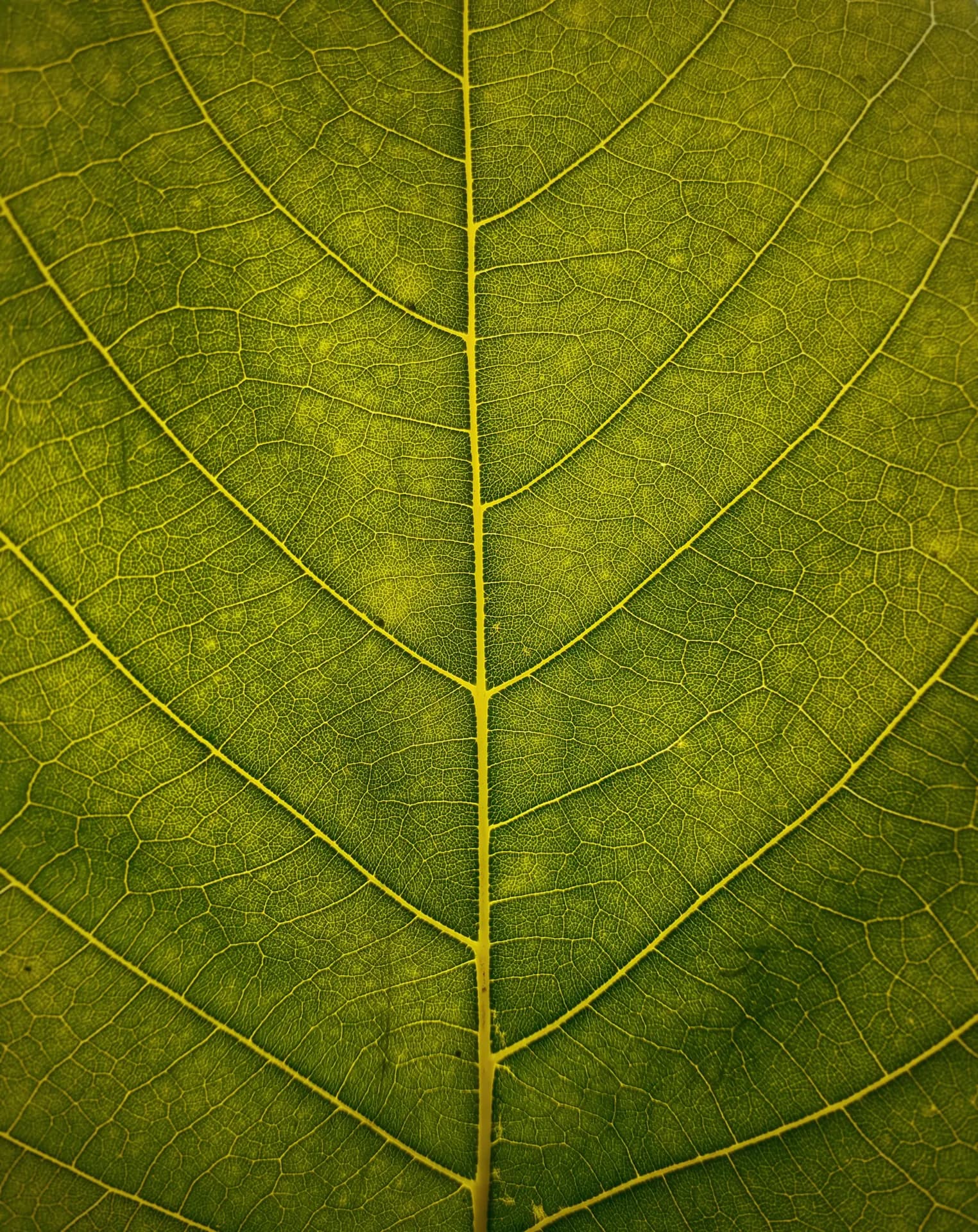 Blattaderung als Sinnbild für lebendige, vernetzte Natur
