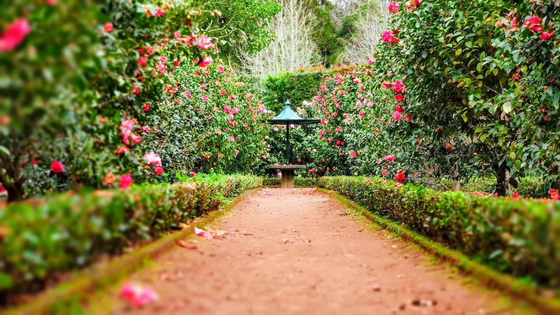 Gestalteter Gartenweg mit Hecken, Kamelien und Sitzplatz